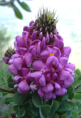 Hypocalyptus sophoroides bracts of the buds